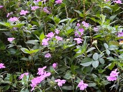 -深圳仙湖植物园