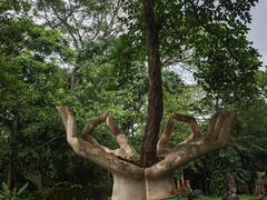 -瑞丽独树成林风景区