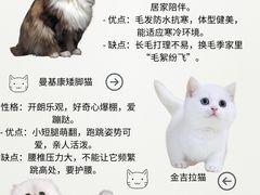 -Bastet sally猫舍购宠(静安店)