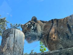-西霞口神雕山野生动物世界