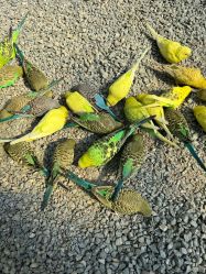 -萌宠亲子动物乐园(槐房万达店)