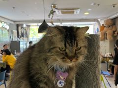 -平行世界·猫咖(首经贸店)