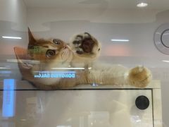 -三花喵·撸猫购宠·宠物生活馆(虹桥南丰城店)