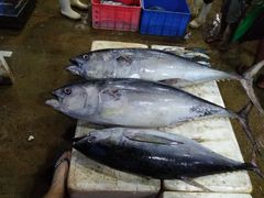 -尼甘布海鲜市场