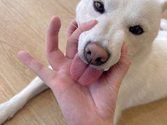 -南京Hallo宠物乐园·哈罗犬舍·柴犬繁育基地