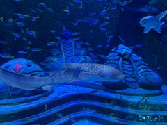 -亚龙湾海底世界