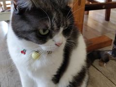 -海边的猫和咖啡馆