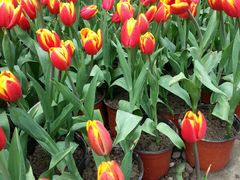 -三圣花乡旅游区