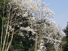 -上海共青森林公园