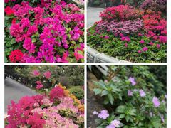 -广州市白云山风景名胜区