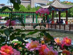 -莲花池公园