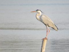 -华侨城湿地公园