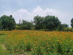 -瑶湖郊野森林公园