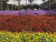 -金马仑薰衣草花园(Cameron Lavender)