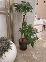 -成都艾特他整形外科医院