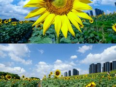 -光明小镇欢乐田园