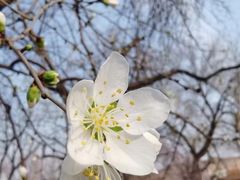-桃花堤公园