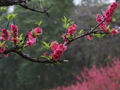 -南国桃园旅游度假区