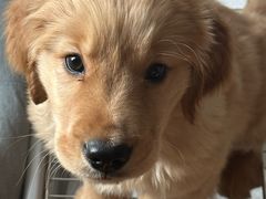 -瑞派宠物医院·犬猫全科·猫友好(宾水西道店)