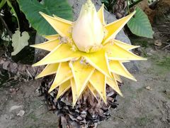 -南通洲际绿博园