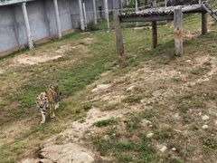 -西霞口神雕山野生动物世界