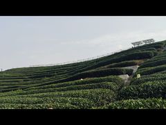 -龙坞茶村