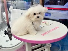 -FAELING PETS美天灵宠物(富力广场店)