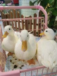 -Moni星球萌宠·小马宝莉·灵蛇·高端高阶全萌宠互动体验俱乐部(红豆国际广场店)