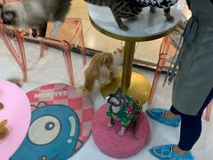 -糯米喵星人·撸猫猫舍咖啡馆(西市场嘉华店)