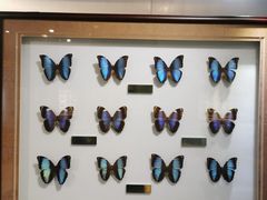 -上海昆虫博物馆