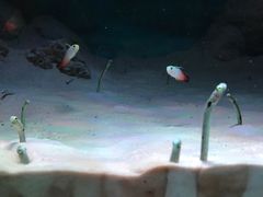 -暹罗海洋世界
