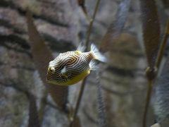 -悉尼海洋生物水族馆