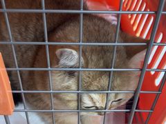 -中农大我爱我爱动物医院·核磁CT·猫病·24小时夜诊中心(石佛营店)