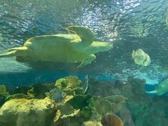 -上海海洋水族馆