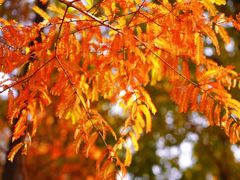 -白鹭湾湿地公园