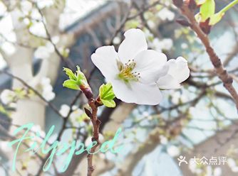 春来到，花渐俏~鸡鸣寺的早樱已陆续开放！
