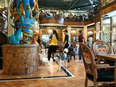 -more than meow吴止猫主题餐厅(承德 中船汇店)