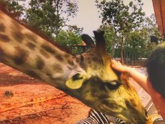 -清迈夜间动物园