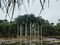 -中国科学院西双版纳热带植物园