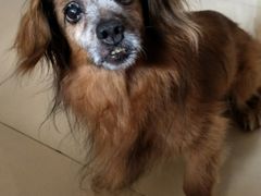 -彩虹桥宠物火化殡葬善终服务(金乐大厦店)