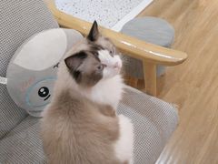 -滚猫咖啡·猫咖·猫友好撸猫(未来城店)