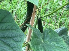 -岣嵝峰国家森林公园