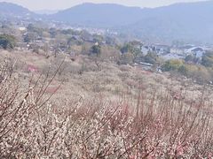 -香雪海