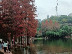 -重庆彩云湖湿地公园