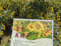 -野狸岛