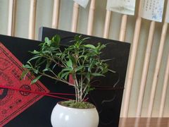 -小茶闲舍·观景商务茶馆(广州塔店)