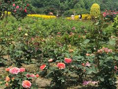 -都江堰玫瑰花溪谷