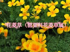 -国家植物园