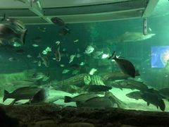 -悉尼海洋生物水族馆