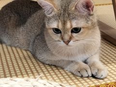 -柴迷FANS CLUB·柴犬狗咖·猫咖